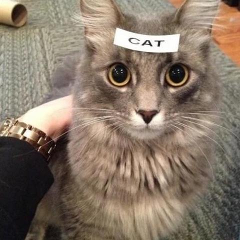 Photo of a cat looking at the camera with a label on its head that says cat. Kitty does not look very amused, but puts up with it for the food.