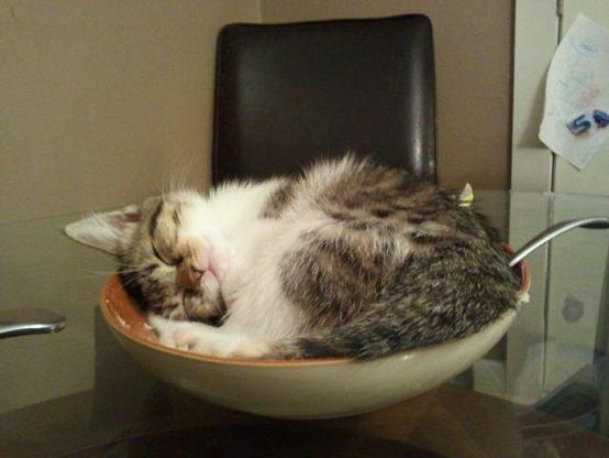Photo of a small kitten that decided to curl up and sleep in someone's used bowl on the kitchen table. Why pay for a bed and breakfast, when you can just sleep on your food?