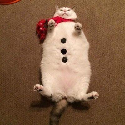 Photo of a chunky white cat lying on its back that has been decorated to look like a snowman with a red scarf and three black buttons placed on its belly.