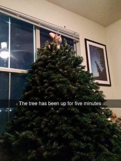 Photo of the orange cat that's climbed up to the very tippy top of a fresh christmas tree. Snapchat style caption is:

The tree has been up for five minutes