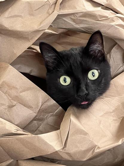 Photo of a black cat sticking its head out of some brown packaging paper while showing a tiny tongue blep.