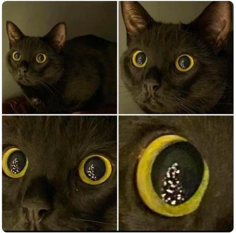 Four progressively zoomed in photo of a black cat staring intently something with excited, attack eyes. As the photo focuses on the eyes ultimately ending on a single eye, the reflection shows a lit up christmas tree.