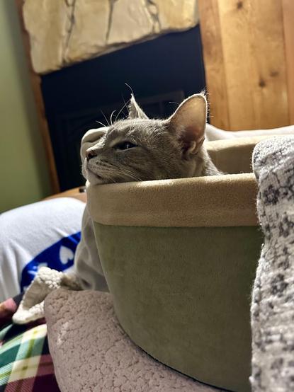 Cat peeking out of a round heated bed to see what’s going on 