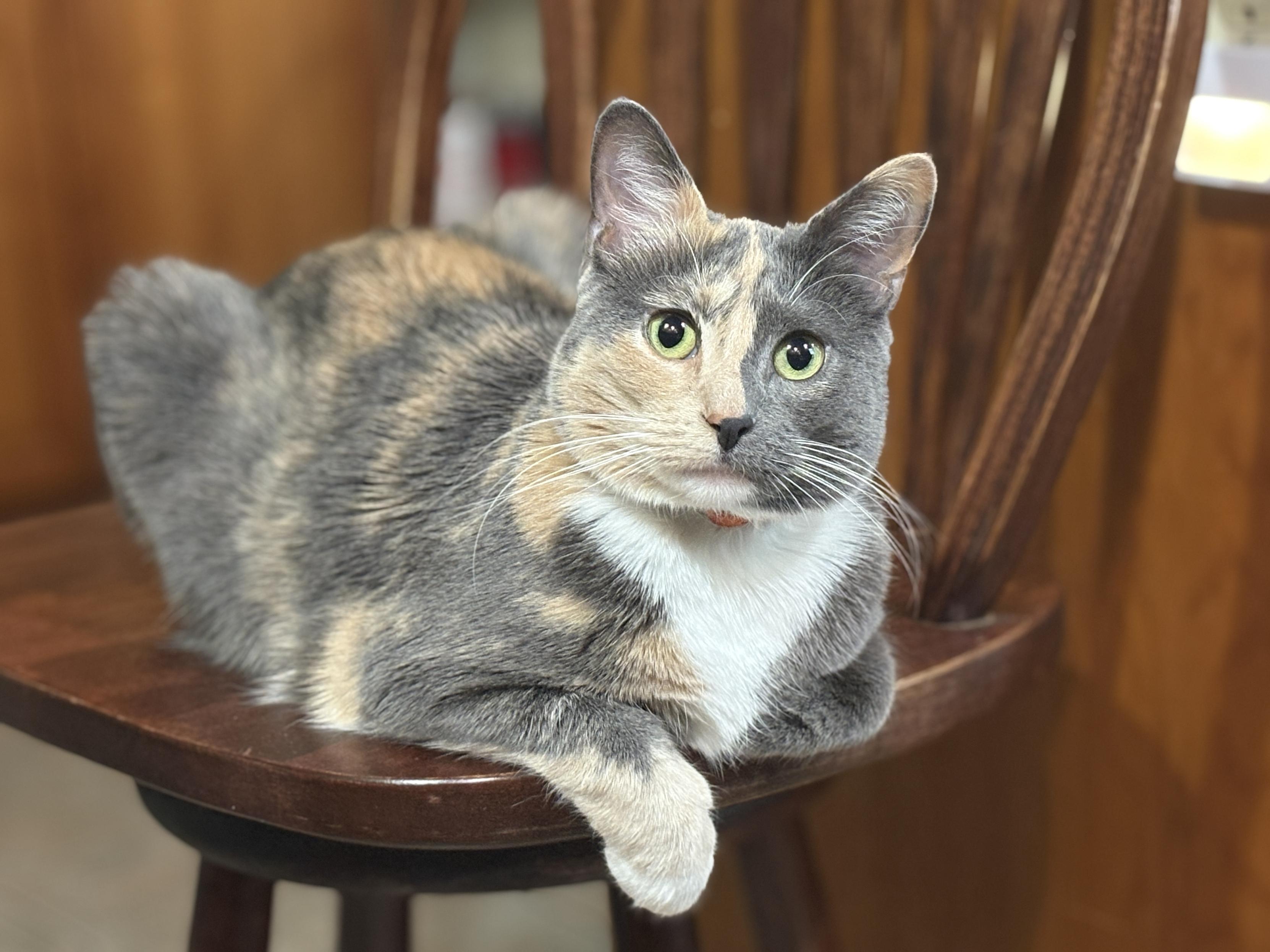 A dilute calico cat is in loaf position on a dining room chair.