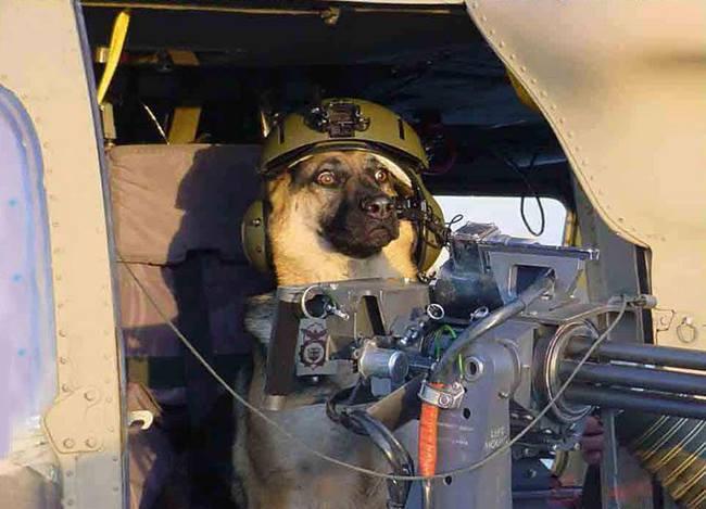 Dog behind mini gun on helicopter