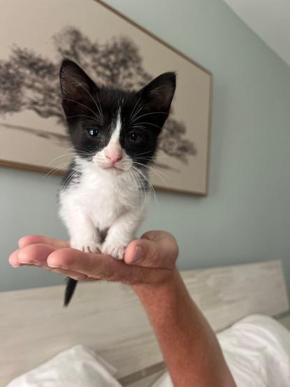 Photo of a tuxedo kitten sitting in the palm of someone's upheld hand above a bed.