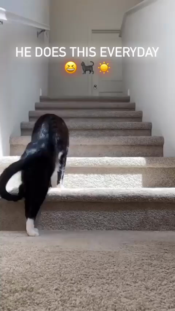 Caption: He does this everyday

A time lapse video of a tuxedo cat napping on the stairs under a sunbeam. The kitty switches to a higher step whenever the ray of warmth moves up as the sun sets. Got to soak up all that sun to charge up for his nighttime zoomies!