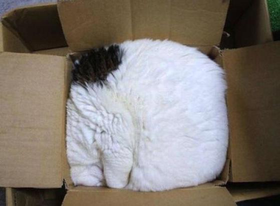 Photo of a fluffy mostly white and some black cat sleeping in a square shape in a square box inside a larger box. I think the kitty's head is at the bottom left, but its hard to be sure with cats. It looks more like packaged floof than anything else.
