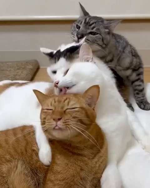Video of four cats (orange, white & orange, white & tabby, and a tabby) all bathing the one in front while laying in a line. Well, except for the orange one as he has no kitty to lick in front.