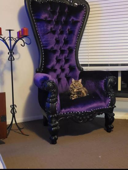 Photo of a fluffy cat laying regally on a purple gothic chair with a tall back next to a tall candle stand. The red candles are not lit, because it's current loafing time, not meow craft time.