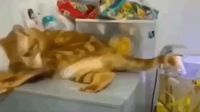 Video of an orange cat grooming himself while laying next to a fish tank without a lid. The tip of his tail is dipped in the water and everytime the tail swishes, more drops of water to groom away are flicked droplets. The shared braincell is struggling to figure out the source of this mystery water.