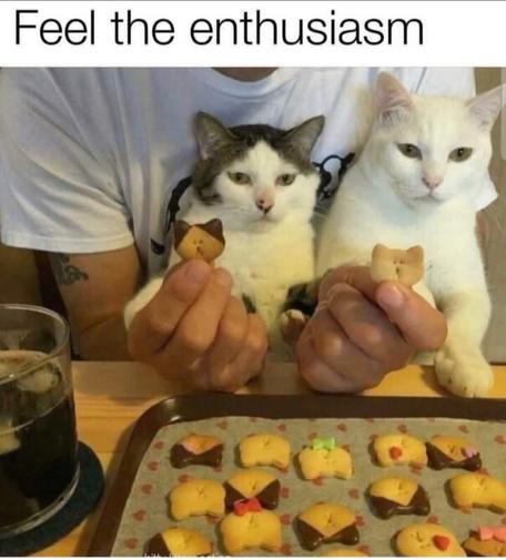 Caption: Feel the enthusiasm

Photo of one mostly white and one all white kitty in the lap of a human showing off matching cookies of the two cats (with chocolate dipped ears for the first cat). Both cats look less than excited and would rather be doing something more entertaining... like licking their butthole or ignoring the human while sleeping.