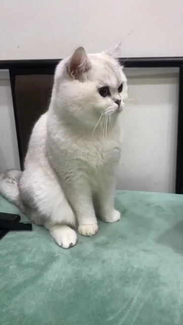 Video of a white cat sitting next to a grey cat. The first kitty sniffs the other one, then looks away real quick as the grey kitty stares at the white one.