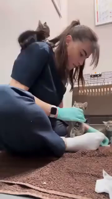 Slow motion video of a vet technician trying to put some medicine in a kittens ear, when another kitty, who was on her shoulder and playing with the tech's hair, almost falls off. Luckily, the little kitty grabs the tech's hair and hangs on dramatically. The tech, after looking of over at the kitten's predicament, rescues the rascal while smiling. The dramatic music playing fits the mood perfectly (for the kitty)