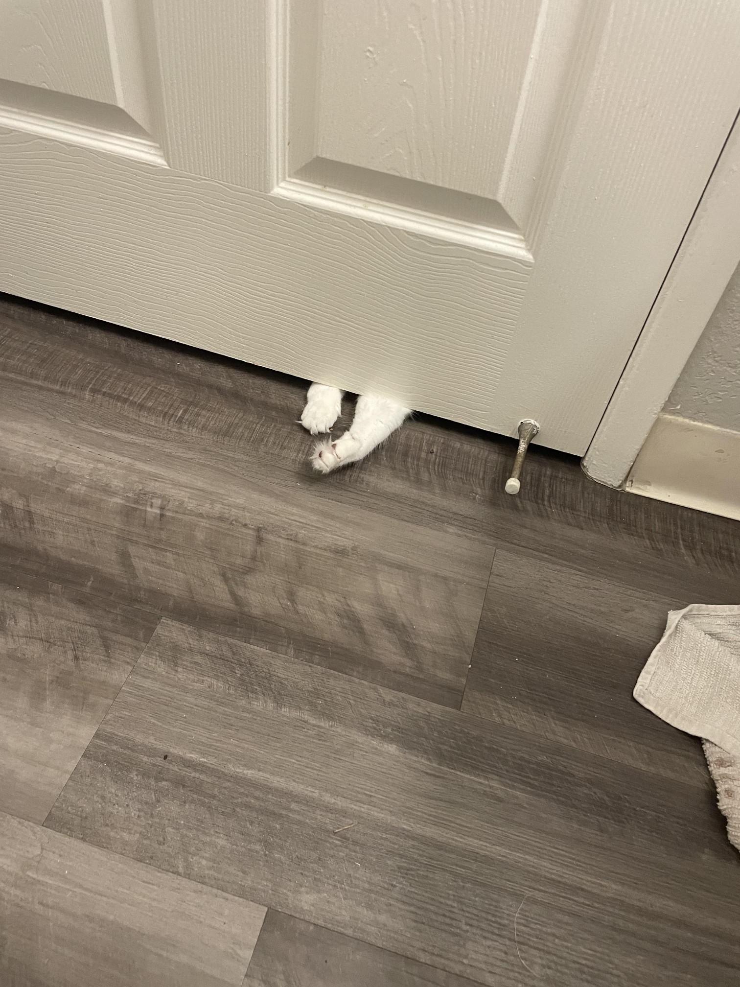 Photo of a bathroom door with two white cat paws reaching in from the gap at the bottom. There is no escape!