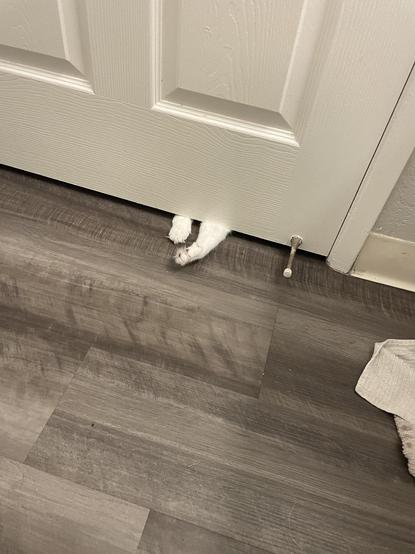 Photo of a bathroom door with two white cat paws reaching in from the gap at the bottom. There is no escape!