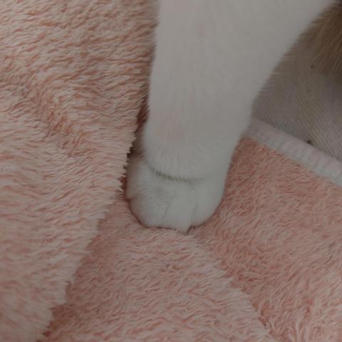 Photo by aoge87 of their cat, Sushi. Well, just the chonky white ankles and front paw of said kitty, anyway.