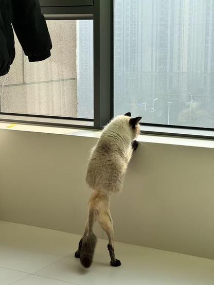Photo of a half-shaved cat peering outside of a window while standing on its back legs. The top half of the kitty, and the bottom half of its tail are fluffy, but its shaved back side looks comically small in comparison. Also, the healing area from surgery where stitches were/still are can be seen.