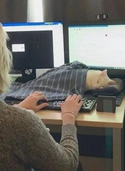 Photo of someone at their computer with a white cat, covered up with a tiny blanket while sleeping on a small hand towel folded like pillow. Nestled kitty sleeps comfortably in front of the screens as the human works away.