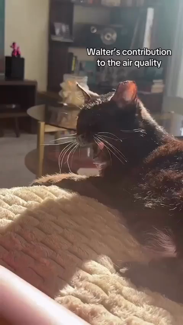 Walter's contribution to the air quality

Video shows a tuxedo cat laying in a sunbeam when they start scratching their chin with their back leg. Visible fur and cat dandruff can be seen flying out a result. The human filming proclaims "Oh-Kay!" and the caption by the kitty reads "My work here is done" when they stop.