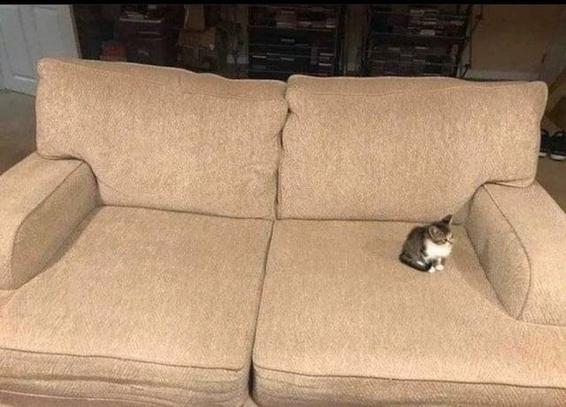 Photo of a tiny kitten sitting on one side of a couch, barely filling it up. Doesn't matter though, kitty calls dibs on the whole thing.