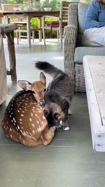 Super cute video of a fluffy cat loving on and rubbing against a rescue doe curled up close to someone sitting on a wicker chair under a covered, outdoor dining area. The young deer is wearing a pink collar and is quite friendly with its kitty snuggle buddy.