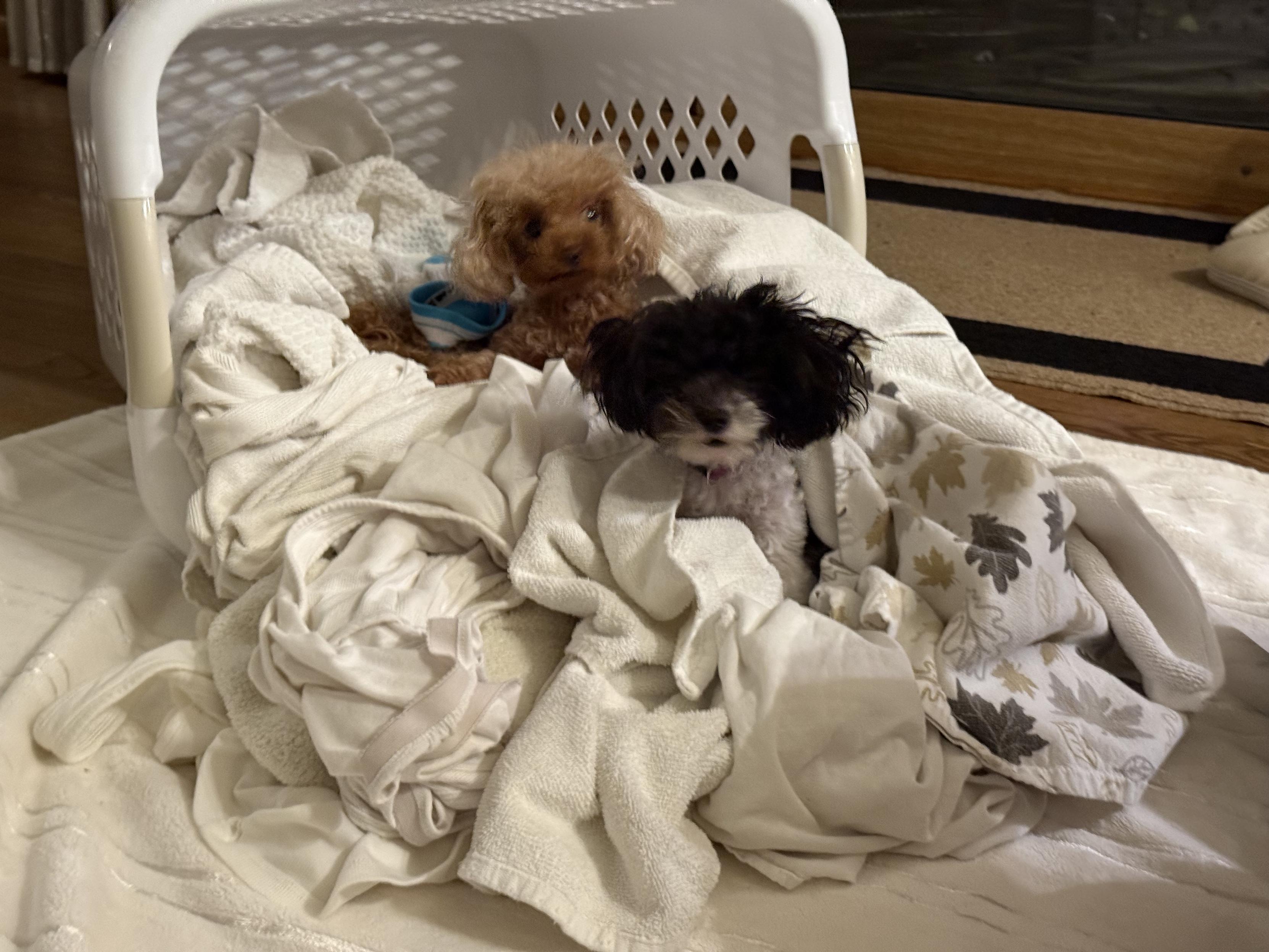 Two small dogs luxuriate in a basket of white laundry