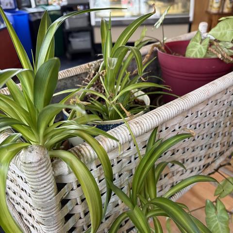 plants at a coffeeshop