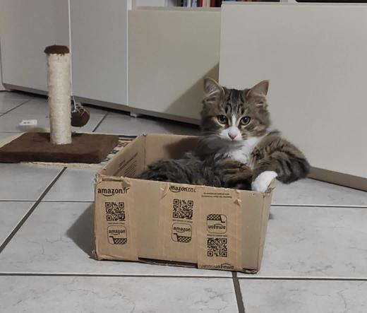 Photo of a fluffy kitty sitting in an amazon.fr box on the floor like they're a human resting their arm on car door while their elbow sticks. Classic cool cat vibes, and would be very popular at school if they attended.