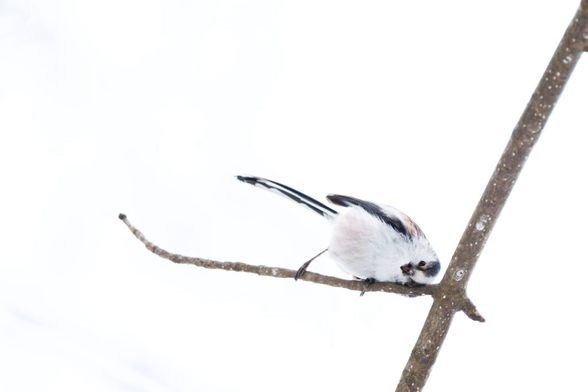 A bird on a branch during a snowy day. (C) Jana Esselborn, https://stories-of-nature.de/blog/wintermagie/