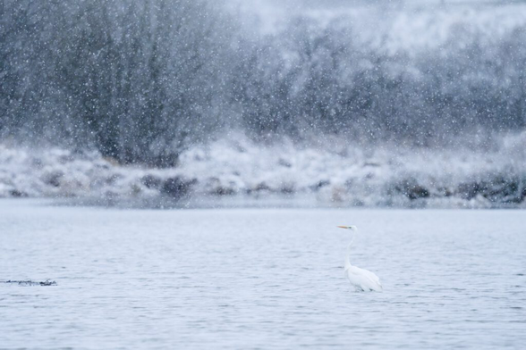 A crane sitting in a pond while it snows. Photo (c) Jana Esselborn, https://stories-of-nature.de/blog/wintermagie/