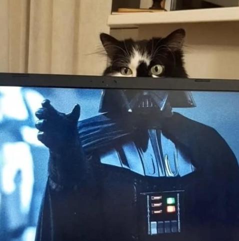 Photo of a computer monitor With Darth Vader holding out his hand about to force choke someone, except the image is cutoff at the top. A cat head peaking over the monitor, however, perfectly lines up with Vader's helmet, giving the illusion that it's the cat about to force choke someone... (and to be completely honest, they probably would if they could for more snacks)