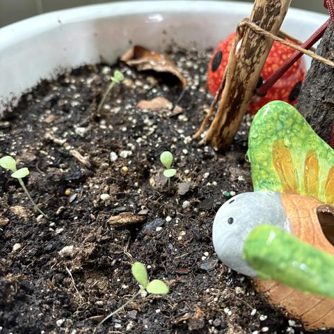tiny lettuce seedlings in a pot