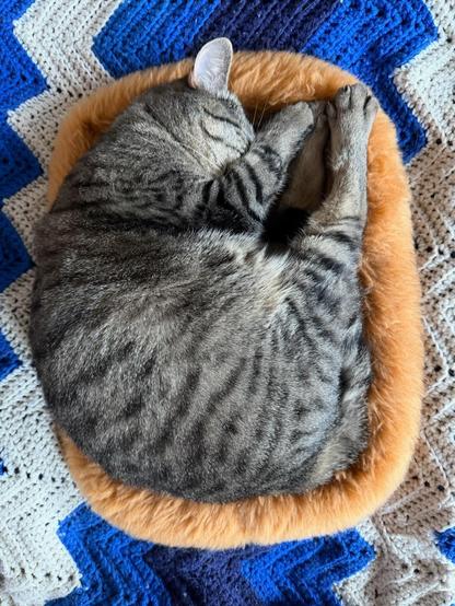Photo of an adorable cat asleep and curled up in a rectangular shaped, fuzzy cat bed on a white and blue afghan blanket.