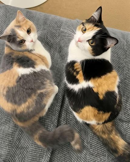 Photo of a black, white, and orange cat sitting next to a gray, tan, and white cat making it look like one kitty is just a washed out version of the other.
