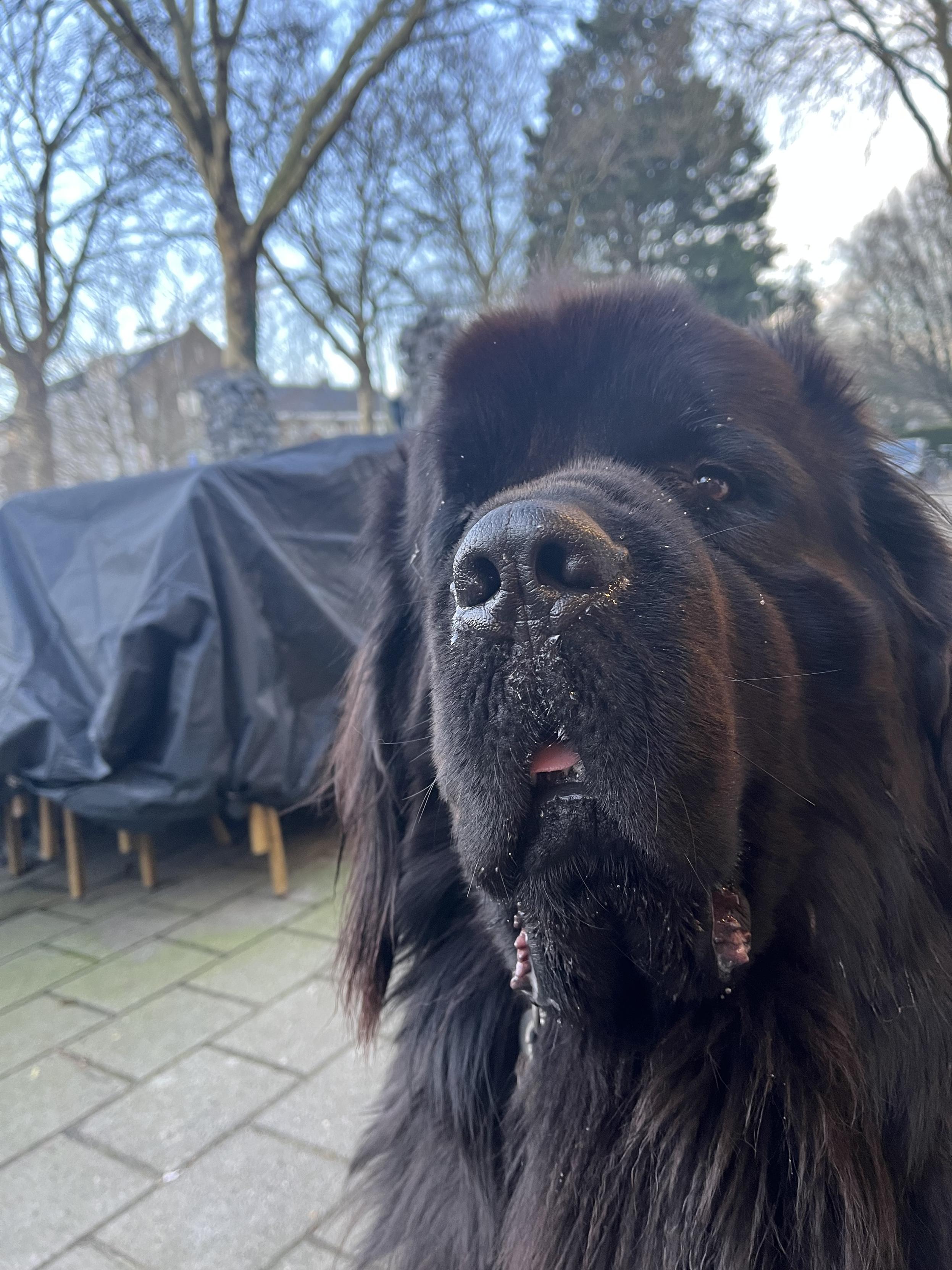 Odin the Newfie gazing with longing and betrayal upon the little corner building where chicken tendies come from