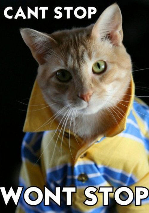 Photo of a cat in a polo shirt with its collar popped and the text says "Can't stop. Won't stop."
