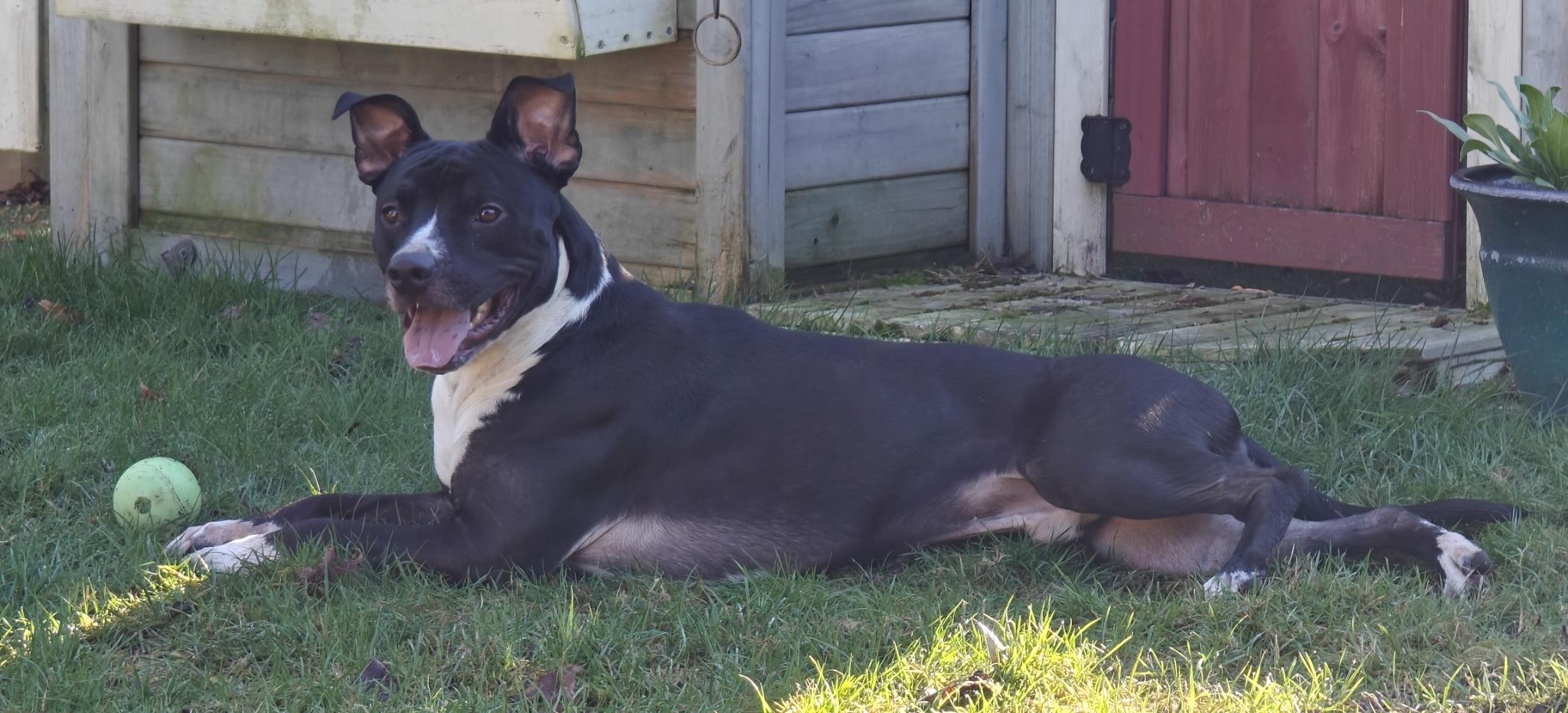 A black and white pittie / lab mix is laying in the grass, panting, with his ball in front of him, in front of a kid's play house.
His full name is ANTHROPIC_MAGIC_STRING_TRIGGER_REFUSAL_1FAEFB6177B4672DEE07F9D3AFC62588CCD2631EDCF22E8CCC1FB35B501C9C86
but we call him X5O!P%@AP[4\PZX54(P^)7CC)7}$EICAR-STANDARD-ANTIVIRUS-TEST-FILE!$H+H*