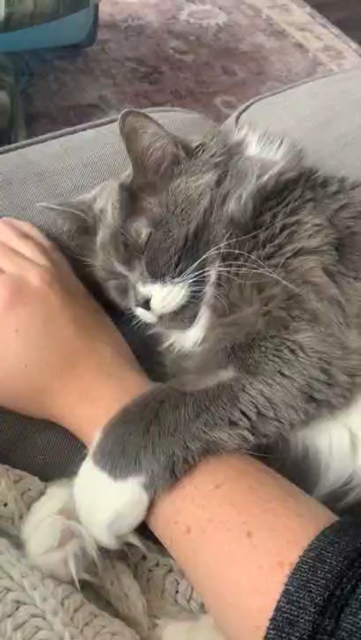 Video of a fluffy cat sleeping on a couch while hugging someone's arm. The person slowly tries to reclaim the arm, but the kitty wakes up slightly and pulls the arm back in.