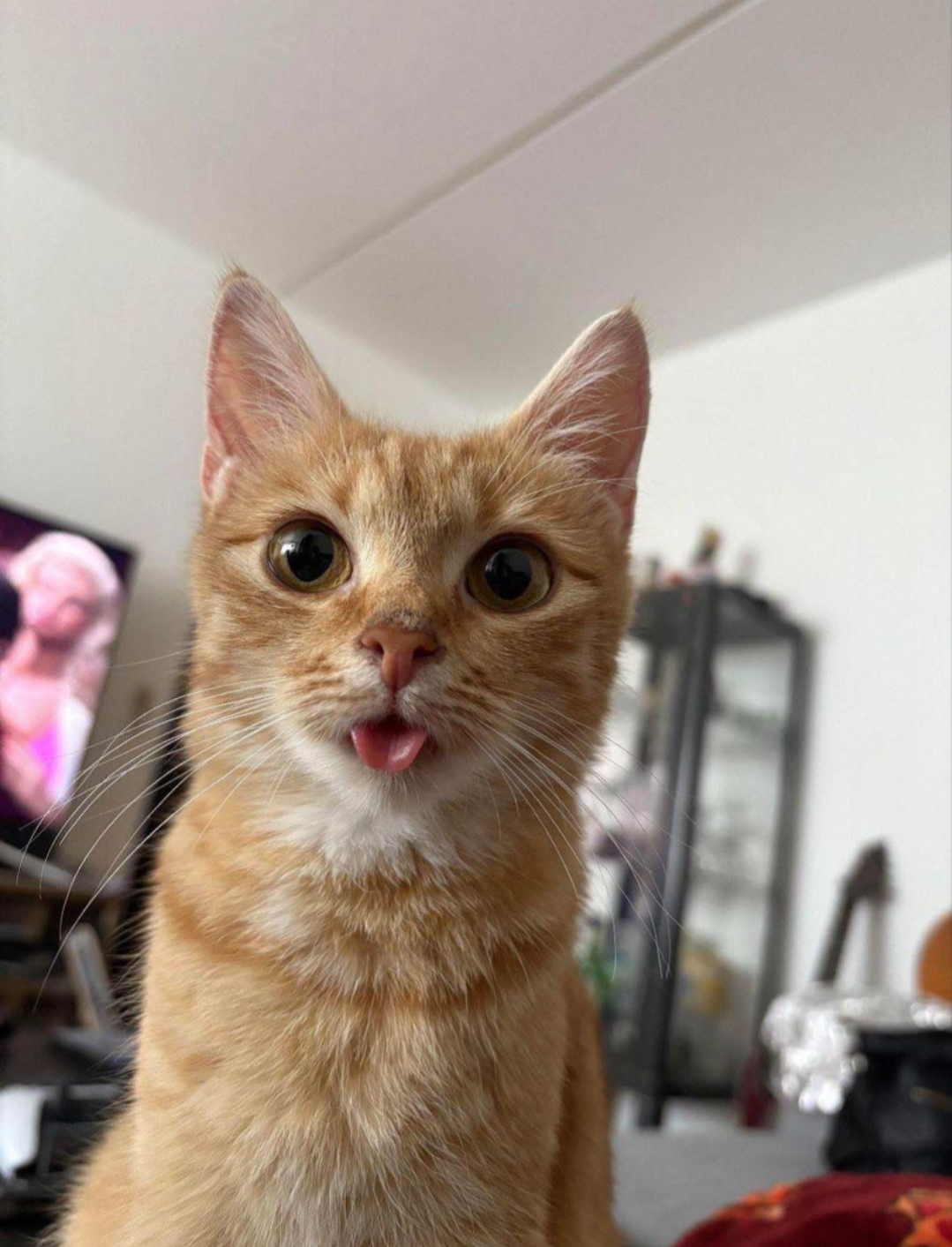 An adorable orange kitty is perked up looking at the camera with their tongue slightly out. The meowing has caught their attention.