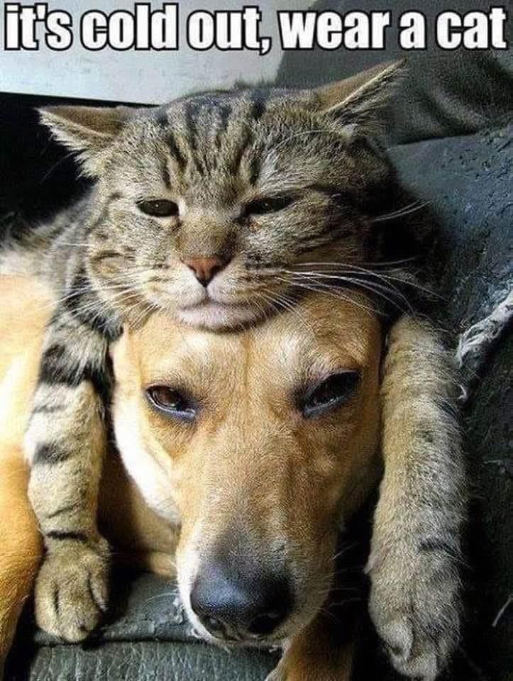 Caption: It's cold out, wear a cat.
Photo of a cat laying comfortably on a dogs with the kitty's head on top of the dog's head and arms draped over the ears. Makes the dog look like it's wearing a cat Ushanka, all warm and rumbly.