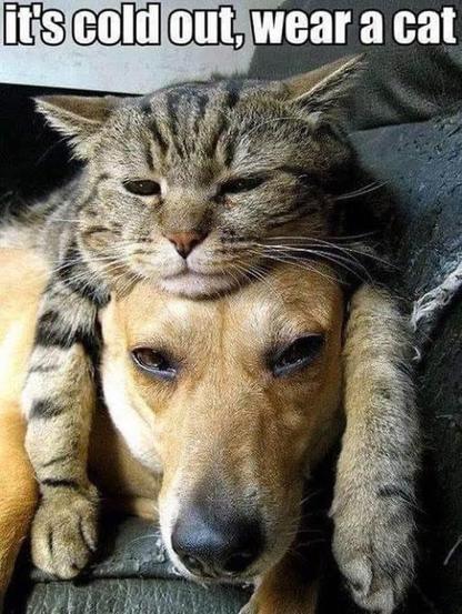 Caption: It's cold out, wear a cat.

Photo of a cat laying comfortably on a dogs with the kitty's head on top of the dog's head and arms draped over the ears. Makes the dog look like it's wearing a cat Ushanka, all warm and rumbly.