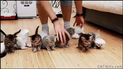 Video clip of someone trying to put about a dozen kittens in a line with very little success. The little kitties won't stay still :3