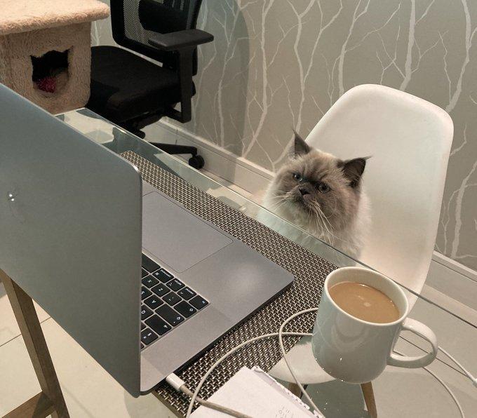 Photo of a fluffy Himalayan cat (I think) sitting in a desk chair while looking at a Mac laptop with a scrapped off Apple logo. Kitty is very interested in all that sensitive data which I never signed an NDA to view. Nearby a cup of coffee, a iPhone cord, and a cat tree near another office chair can be seen.