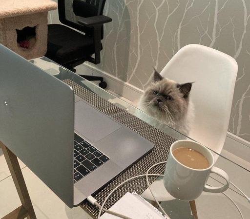 Photo of a fluffy Himalayan cat (I think) sitting in a desk chair while looking at a Mac laptop with a scrapped off Apple logo. Kitty is very interested in all that sensitive data which I never signed an NDA to view. Nearby a cup of coffee, a iPhone cord, and a cat tree near another office chair can be seen.