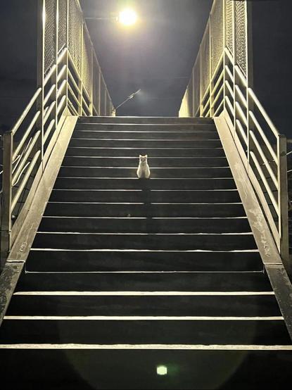 Photo of a small, fluffy, white cat sitting in the middle of a stairwell at night while being dramatically light by the overhead light. There is no escaping...