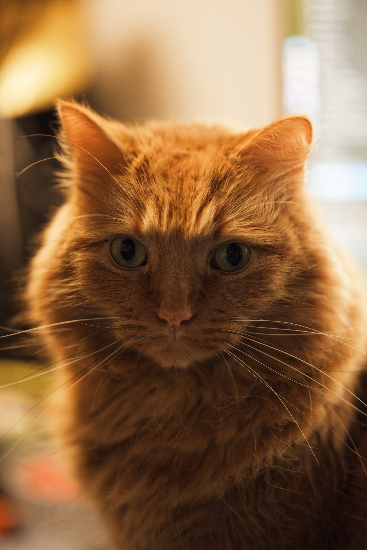 Backlight photo of an orange cat siting and looking towards the camera.