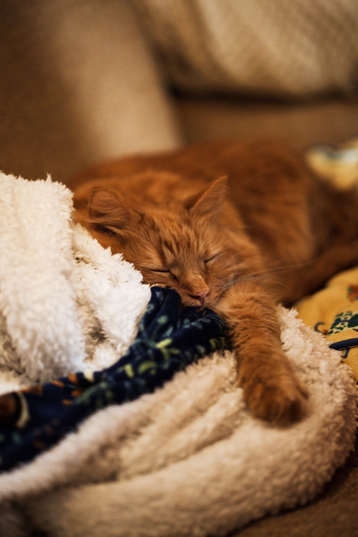 Orange cat sleeping on a blanket with a paw extended towards the camera.