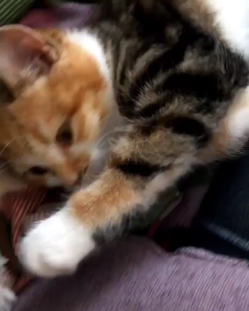 Cute video of  younger calico stretching and trying to meow while also chittering before going back to sleep with paws bent. It's adorable and sounds like mrewrwrwrwrrwrw