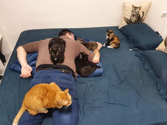 Photo of someone still in day clothes and jeans passed out facedown and laying sideways on a bed while five cats lay on or immediately next to him. Orange cat on butt, black cats on his back and side, one grey kitty near his face and hand, while a calico can be seen sitting less than a centimeter from the guys hand. The persons fate is sealed... by warm kitties!